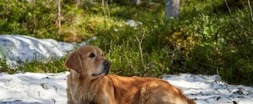 Hond