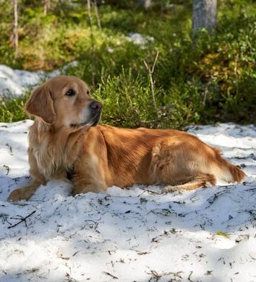 Hond